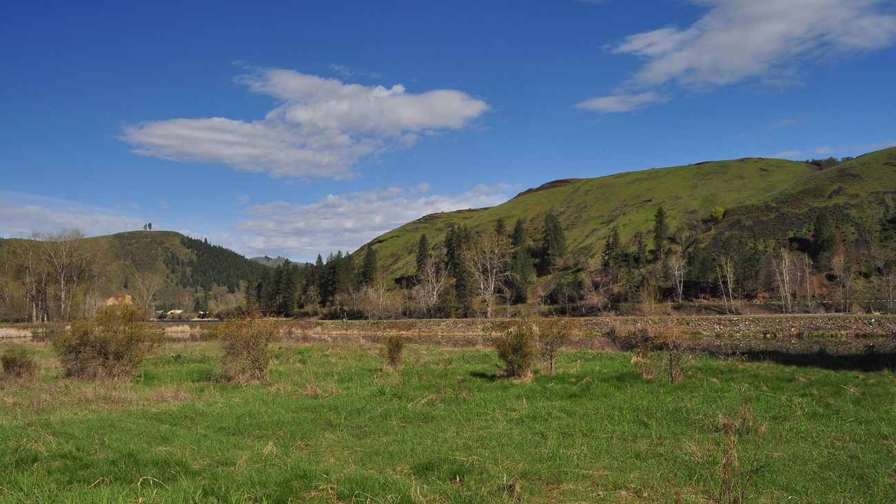 A grassy meadow with a few shrubs and mountains in the background.