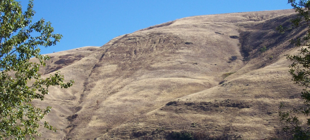 A basalt outcropping shaped like a draped fishnet on a hillside above the Clearwater River.